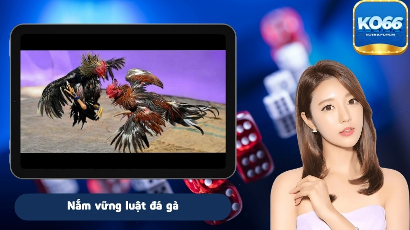 Kinh nghiệm soi kèo đá gà hiểu rõ luật chơi